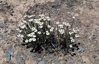 APII jpeg image of Rhodanthe anthemoides  © contact APII