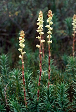 APII jpeg image of Richea continentis  © contact APII