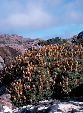 APII jpeg image of Richea scoparia  © contact APII