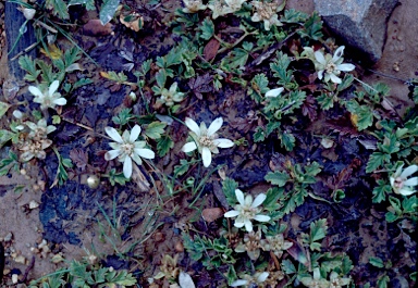 APII jpeg image of Rubus gunnianus  © contact APII