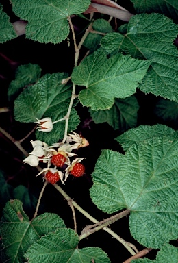 APII jpeg image of Rubus moluccanus var. trilobus  © contact APII