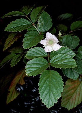 APII jpeg image of Rubus probus  © contact APII