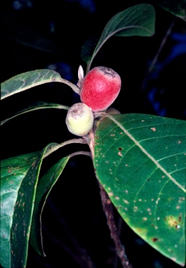 APII jpeg image of Rhodomyrtus macrocarpa  © contact APII