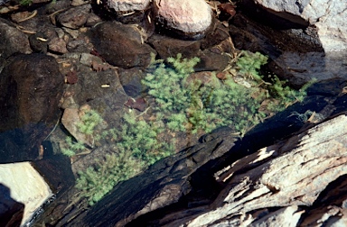 APII jpeg image of Rotala occultiflora  © contact APII