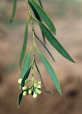 APII jpeg image of Santalum lanceolatum  © contact APII