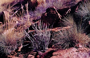 APII jpeg image of Cynanchum viminale subsp. australe  © contact APII