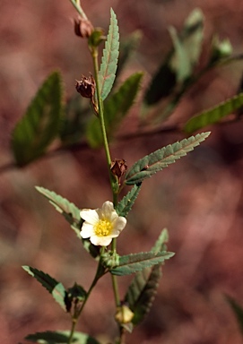 APII jpeg image of Sida rhombifolia  © contact APII