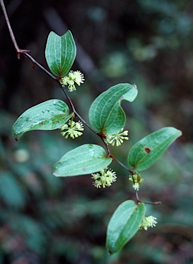 APII jpeg image of Smilax australis  © contact APII