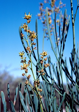 APII jpeg image of Stirlingia latifolia  © contact APII