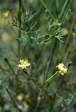 APII jpeg image of Stirlingia tenuifolia  © contact APII