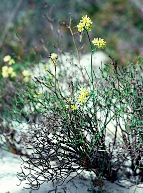 APII jpeg image of Stirlingia anethifolia  © contact APII