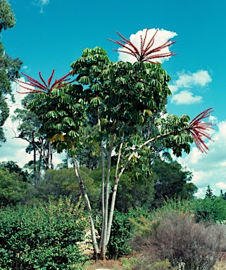 APII jpeg image of Schefflera actinophylla  © contact APII