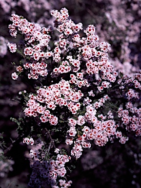APII jpeg image of Scholtzia parviflora  © contact APII