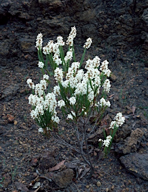 APII jpeg image of Sphenotoma capitata  © contact APII