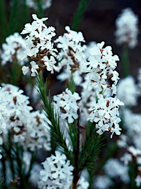 APII jpeg image of Sphenotoma capitata  © contact APII