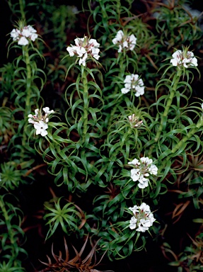 APII jpeg image of Sphenotoma dracophylloides  © contact APII