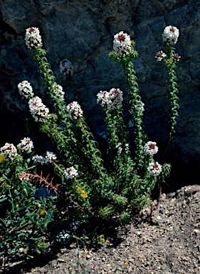 APII jpeg image of Sphenotoma dracophylloides  © contact APII