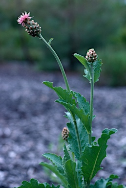 APII jpeg image of Rhaponticum australe  © contact APII