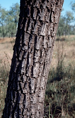 APII jpeg image of Terminalia fitzgeraldii  © contact APII