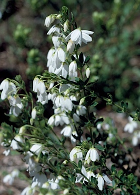 APII jpeg image of Tetratheca ciliata  © contact APII