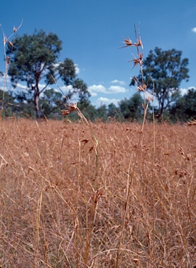 APII jpeg image of Themeda triandra  © contact APII