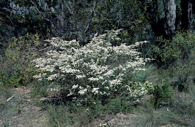 APII jpeg image of Thryptomene calycina  © contact APII