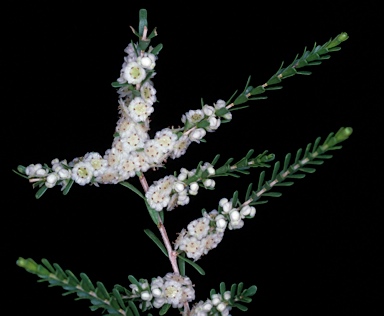 APII jpeg image of Thryptomene parviflora  © contact APII