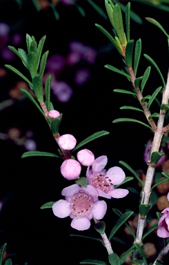 APII jpeg image of Thryptomene saxicola 'Pink Lace'  © contact APII
