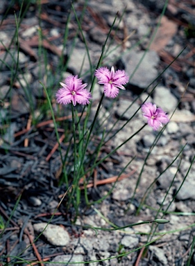 APII jpeg image of Thysanotus juncifolius  © contact APII