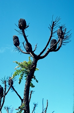 APII jpeg image of Banksia grandis  © contact APII