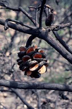 APII jpeg image of Banksia lemanniana  © contact APII