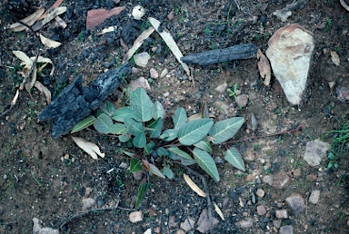 APII jpeg image of Hardenbergia violacea  © contact APII