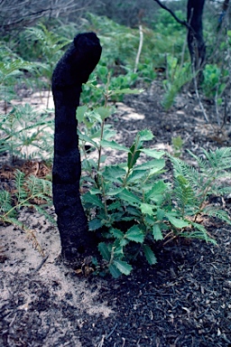 APII jpeg image of Banksia integrifolia  © contact APII