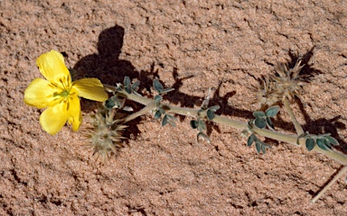 APII jpeg image of Tribulus hystrix  © contact APII