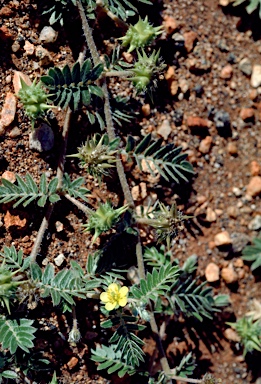 APII jpeg image of Tribulus terrestris  © contact APII