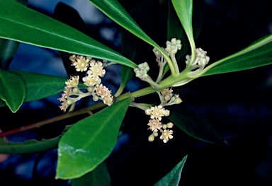 APII jpeg image of Tristaniopsis exiliflora  © contact APII