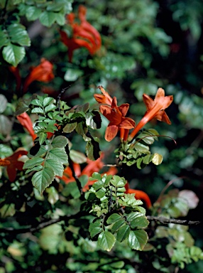 APII jpeg image of Tecoma capensis  © contact APII