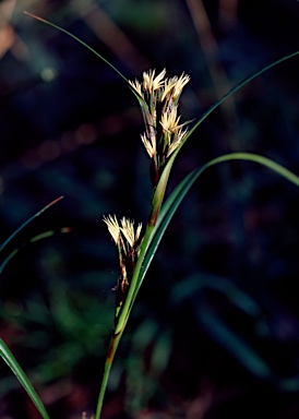 APII jpeg image of Morelotia octandra  © contact APII