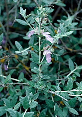 APII jpeg image of Teucrium fruticans  © contact APII