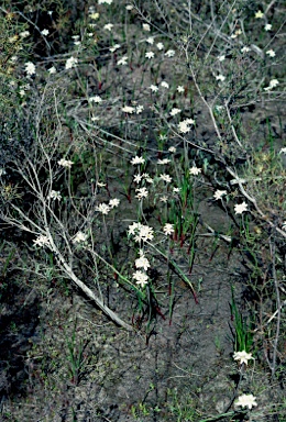 APII jpeg image of Tribonanthes australis  © contact APII