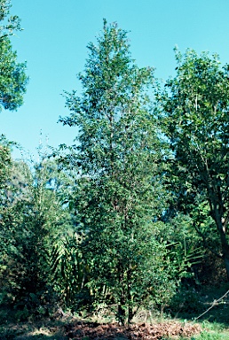APII jpeg image of Uromyrtus australis  © contact APII