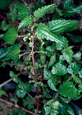 APII jpeg image of Urtica incisa  © contact APII