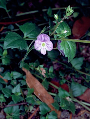 APII jpeg image of Veronica brownii  © contact APII