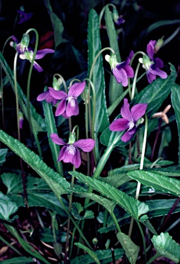 APII jpeg image of Viola betonicifolia  © contact APII