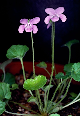 APII jpeg image of Viola perreniformis  © contact APII