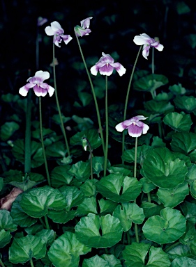 APII jpeg image of Viola hederacea  © contact APII
