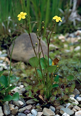 APII jpeg image of Ornduffia umbricola var. beaugleholei  © contact APII