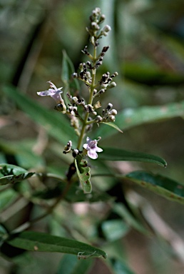 APII jpeg image of Vitex benthamiana  © contact APII