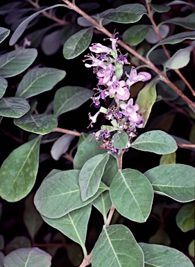 APII jpeg image of Vitex rotundifolia  © contact APII