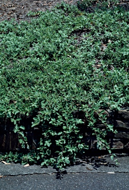 APII jpeg image of Vitex rotundifolia  © contact APII